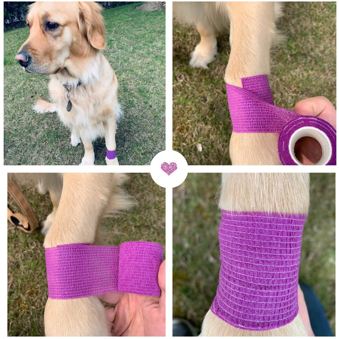 dog (1).jpg dog (1).jpg